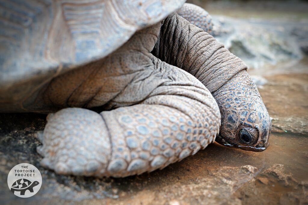 An Aldabra giant tortoise at Fran&ccedil;ois Leguat Reserve tanks up. Like many tortoise species, they can drink through their nostrils.