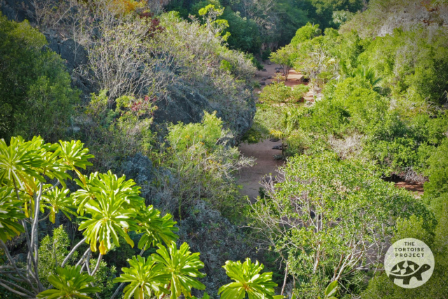 Tiyel Canyon, François Leguat Reserve, Rodrigues. Tiyel Canyon, François Leguat Reserve, Rodrigues.