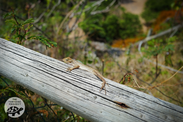 A lizard basks in the sun at François Leguat Reserve, Rodrigues. A lizard basks in the sun at François Leguat Reserve, Rodrigues.