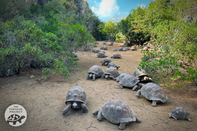 Aldabra giant tortoises forage at the bottom of Tiyel Canyon at François Leguat Reserve, Rodrigues. Aldabra giant tortoises forage at the bottom of Tiyel Canyon at François Leguat Reserve, Rodrigues.