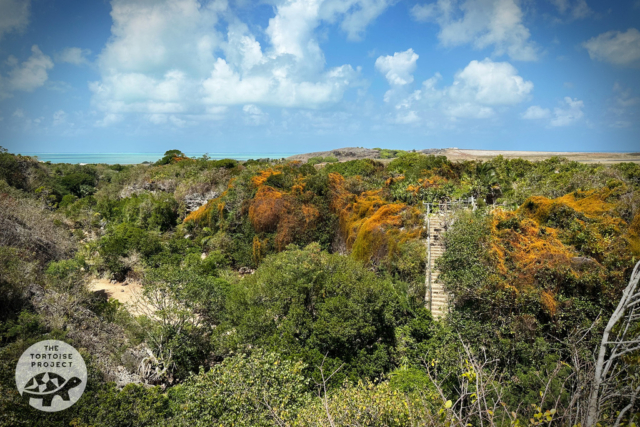 Steps to the plateau above Tiyel Canyon, François Leguat Reserve, Rodrigues. Steps to the plateau above Tiyel Canyon, François Leguat Reserve, Rodrigues.