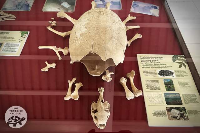 Grande Montagne Nature Reserve has one of the few extant skeletons of the original tortoises — this one is Cylindraspis peltastes. Grande Montagne Nature Reserve has one of the few extant skeletons of the original tortoises — this one is Cylindraspis peltastes.