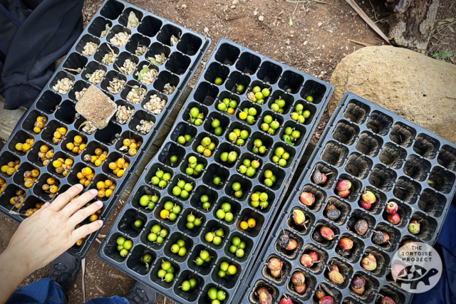Seeds for the nursery at Grande Montagne Nature Reserve, Rodrigues. Seeds for the nursery at Grande Montagne Nature Reserve, a reforestation project by the Mauritian Wildlife Foundation.