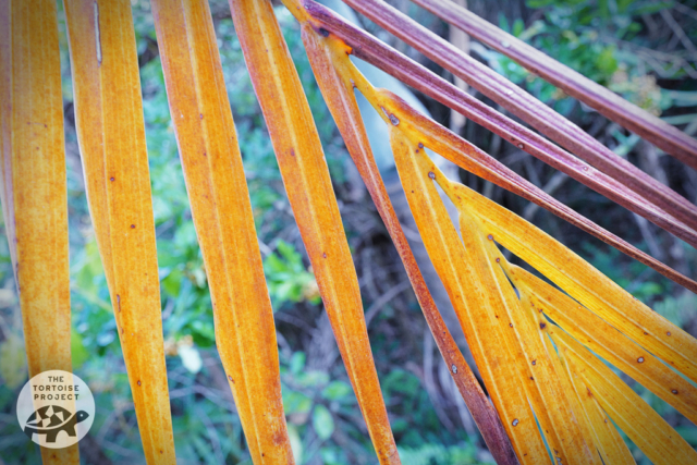 Pandanus leaves at Grande Montagne Nature Reserve, Rodrigues. Pandanus leaves at Grande Montagne Nature Reserve, Rodrigues.
