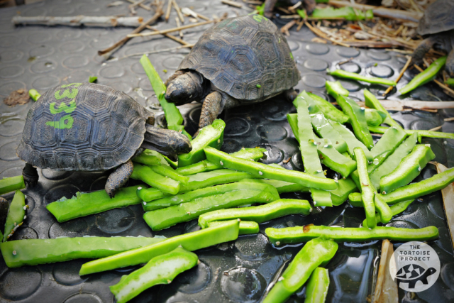 When you see a baby Aldabra tortoise, you'd never guess it can grow to 550 lbs, or more. When you see a baby Aldabra tortoise, you'd never guess it can grow to 550 lbs, or more.