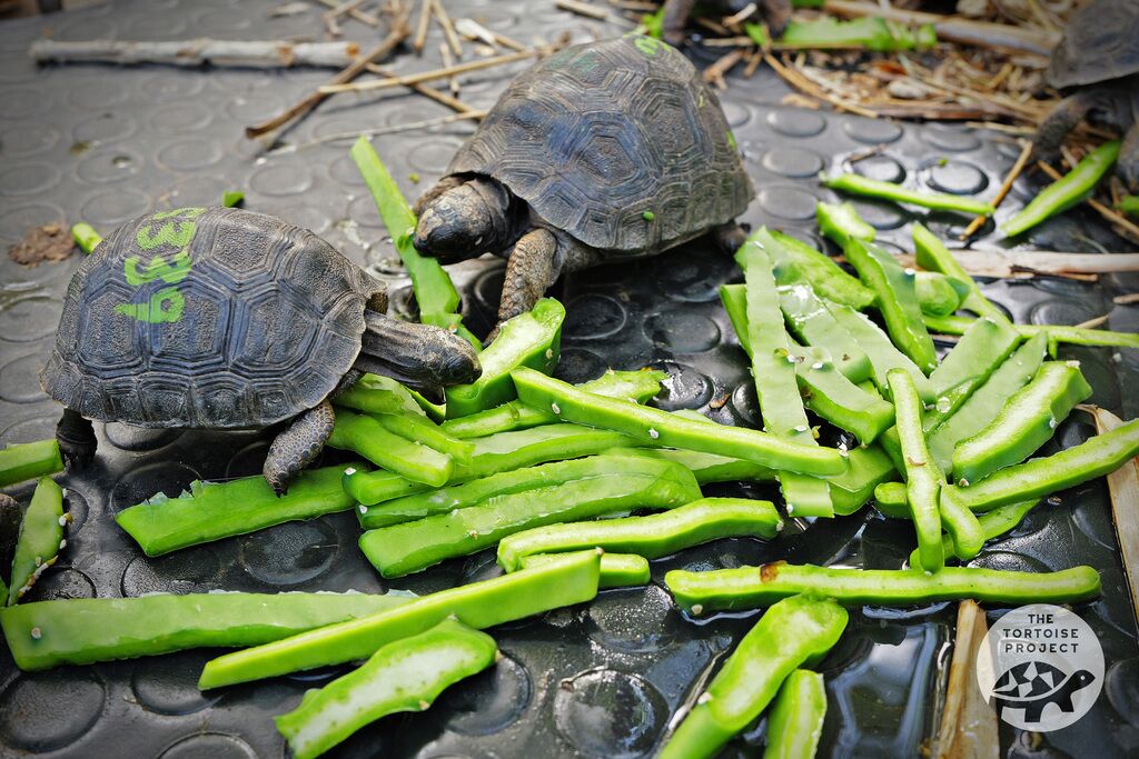 When you see a baby Aldabra tortoise, you'd never guess it can grow to 550 lbs, or more.