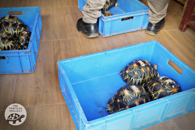 A shipment of seized radiated tortoises from Madagascar arrived. These will join the herd on Rodrigues. A shipment of seized radiated tortoises from Madagascar arrived. These will join the herd on Rodrigues.
