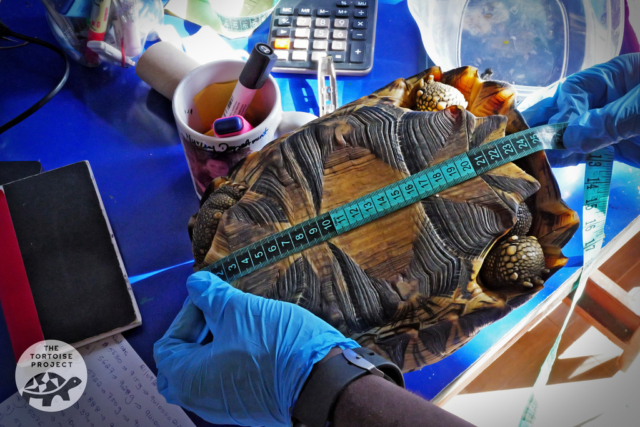 Check-in for a Madagascar radiated tortoise that was seized from smugglers. It will join the herd on Rodrigues. Check-in for a Madagascar radiated tortoise that was seized from smugglers. It will join the herd on Rodrigues.