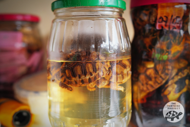 When a young tortoise doesn't survive, its body is preserved for future research. When a young tortoise doesn't survive, its body is preserved for future research.