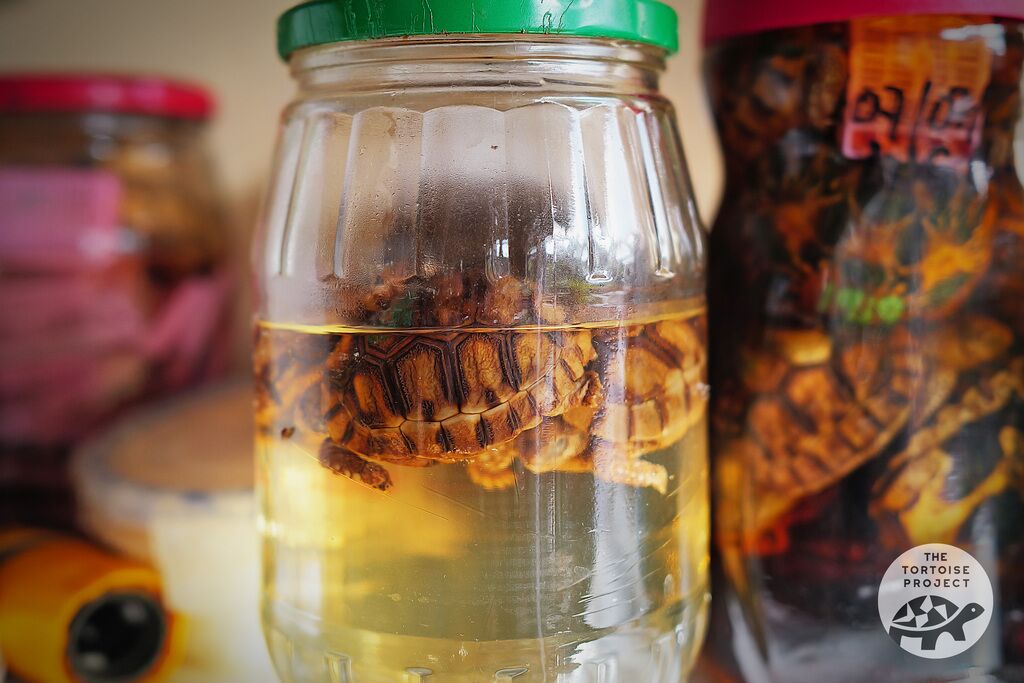 When a young tortoise doesn't survive, its body is preserved for future research.