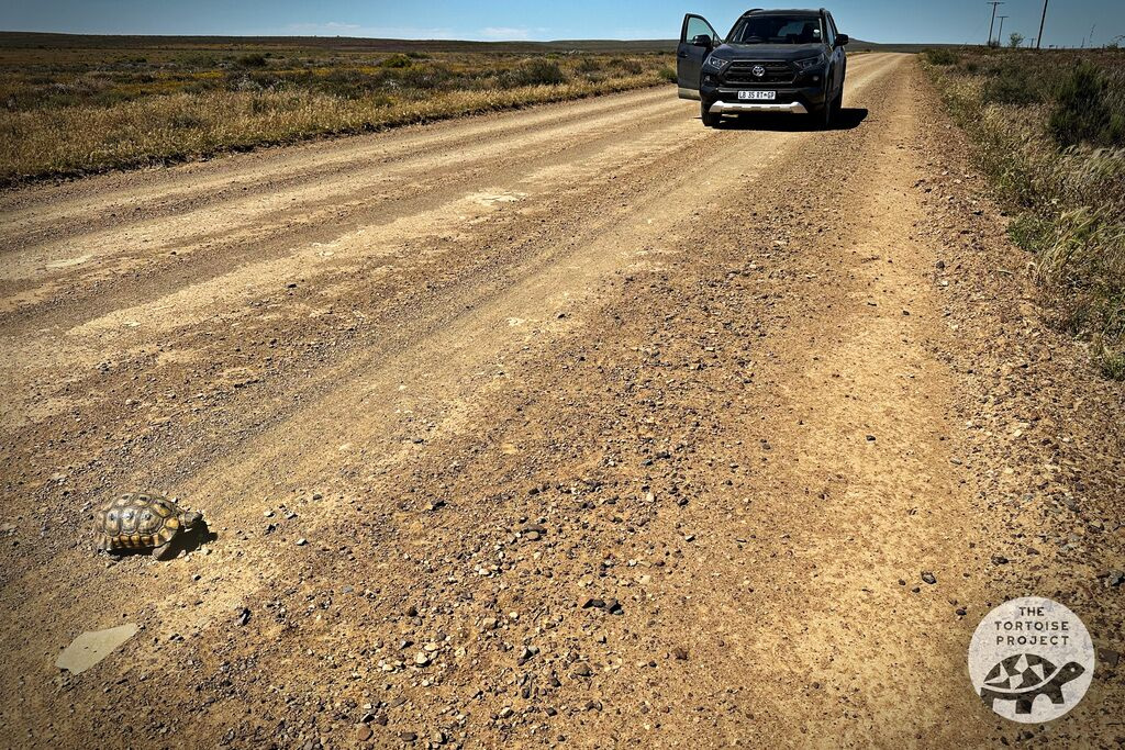 Near Nieuwoudtville, Northern Cape, South Africa &mdash; an Angulate tortoise (Chersina angulata) on the road.