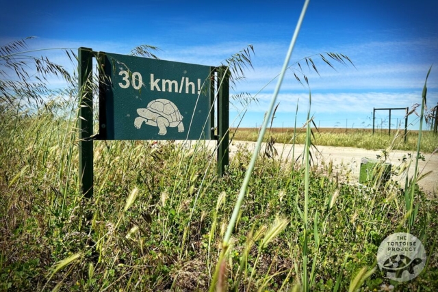 At Hantam National Botanical Gardens, drivers watch out for tortoises on the road.