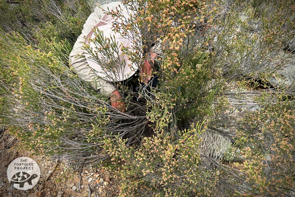 Near Nieuwoudtville, Northern Cape, South Africa &mdash; hunting for tortoises in the bushes.