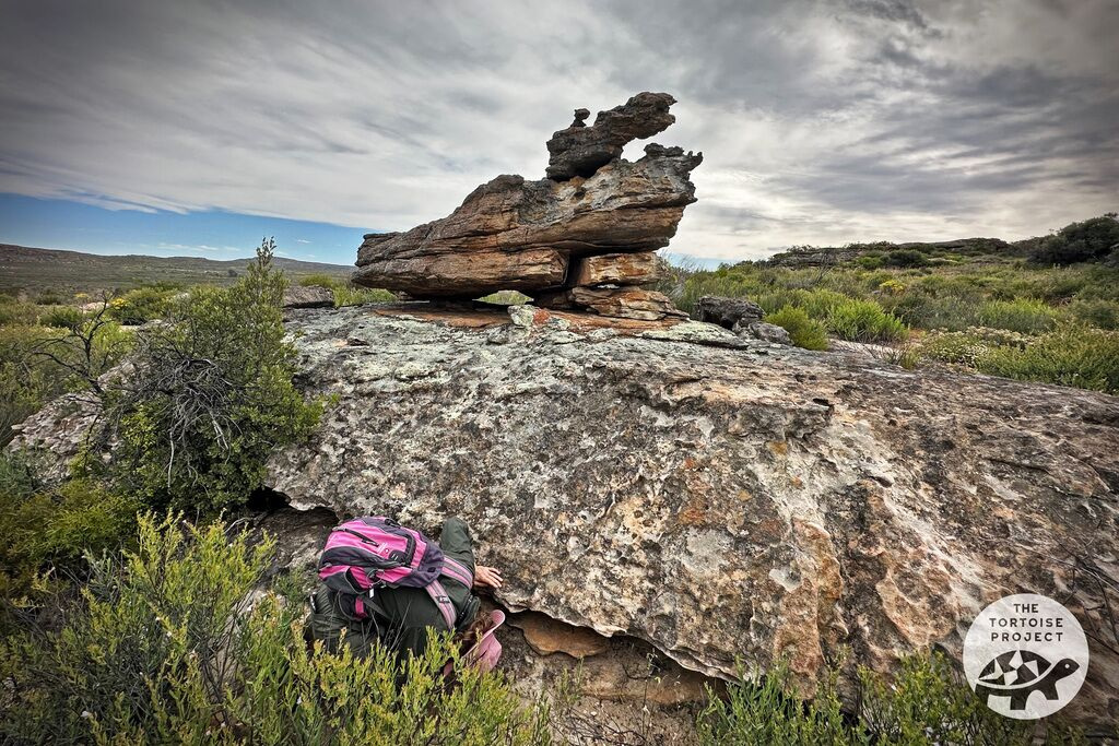 Near Nieuwoudtville, Northern Cape, South Africa &mdash; hunting for dwarf tortoises under a rocky ledge.