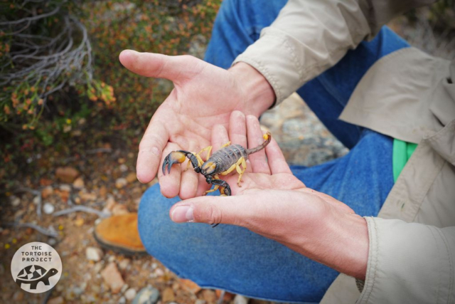 Near Nieuwoudtville, Northern Cape, South Africa. Courtney and a scorpion: "Its sting is no worse than a bee."