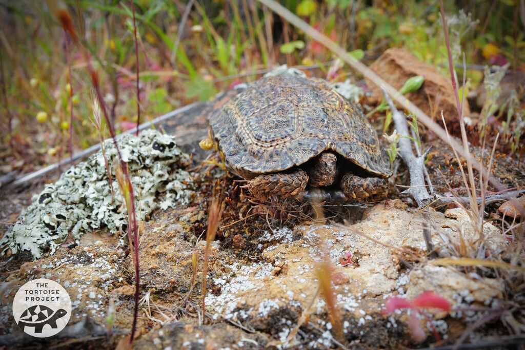 Near Nieuwoudtville, Northern Cape, South Africa &mdash; a dwarf tortoise in the veld.