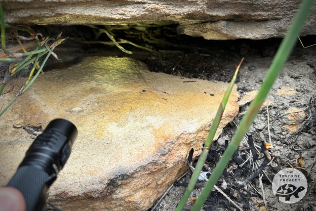 Near Nieuwoudtville, Northern Cape, South Africa — hunting for dwarf tortoises under a rocky ledge with a flashlight.