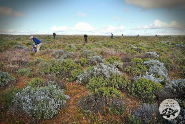 Near Nieuwoudtville, Northern Cape, South Africa — search party.