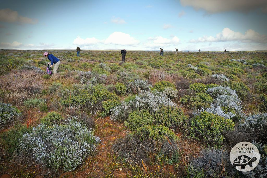 Near Nieuwoudtville, Northern Cape, South Africa &mdash; search party.