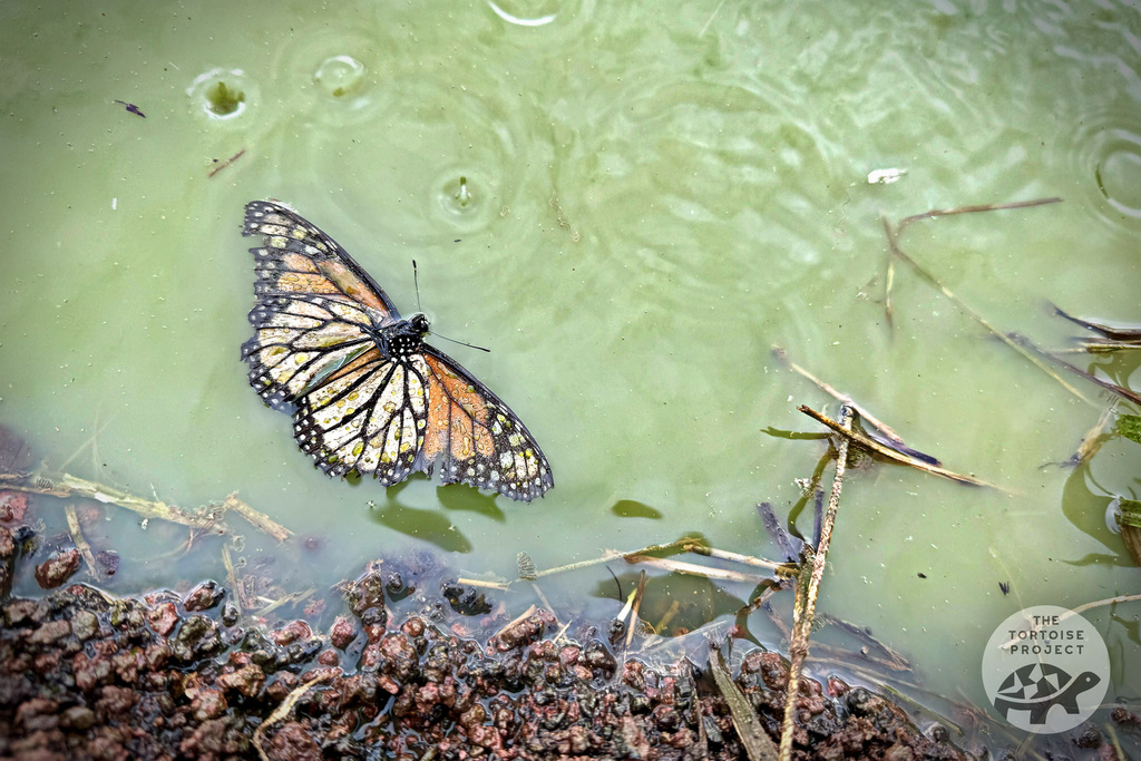 A dead butterfly floats in a tortoise pond on Santa Cruz island, Gal&aacute;pagos.
