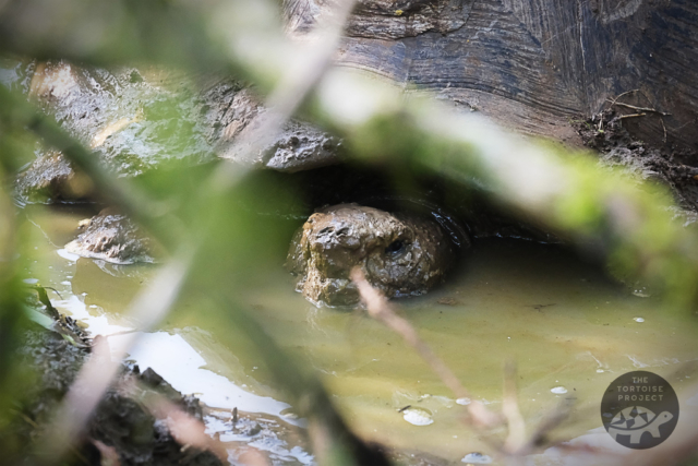 An eastern Santa Cruz giant tortoise rests in the cool waters of a pond.