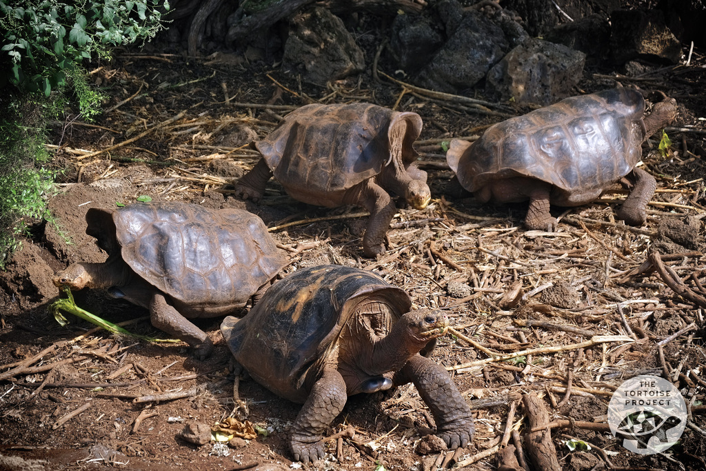 Espa&ntilde;ola giant tortoises in the Charles Darwin Center, Gal&aacute;pagos.