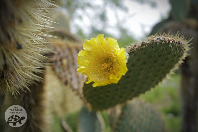 On Santa Cruz island, Galápagos, an opuntia in bloom.