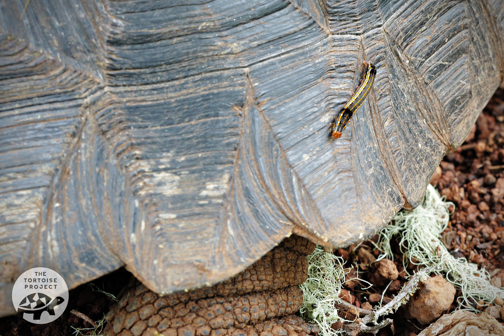 A caterpillar stalks a giant tortoise on Santa Cruz island, Gal&aacute;pagos.