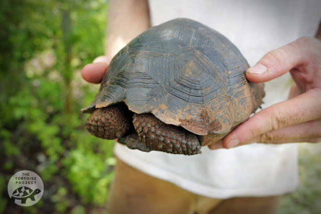 A young giant tortoise, probably about five years old, on Santa Cruz, Galápagos.