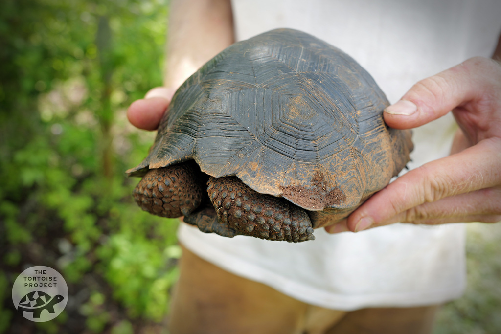 A young giant tortoise, probably about five years old, on Santa Cruz, Gal&aacute;pagos.