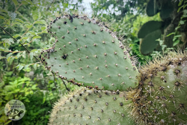 An opuntia recovers from a bite taken out of a pad by a giant tortoises on Santa Cruz island, Galápagos.