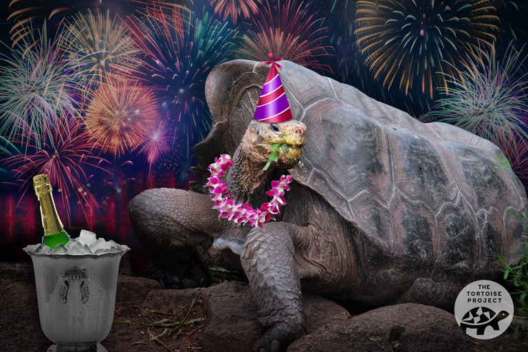 Party Tortoise