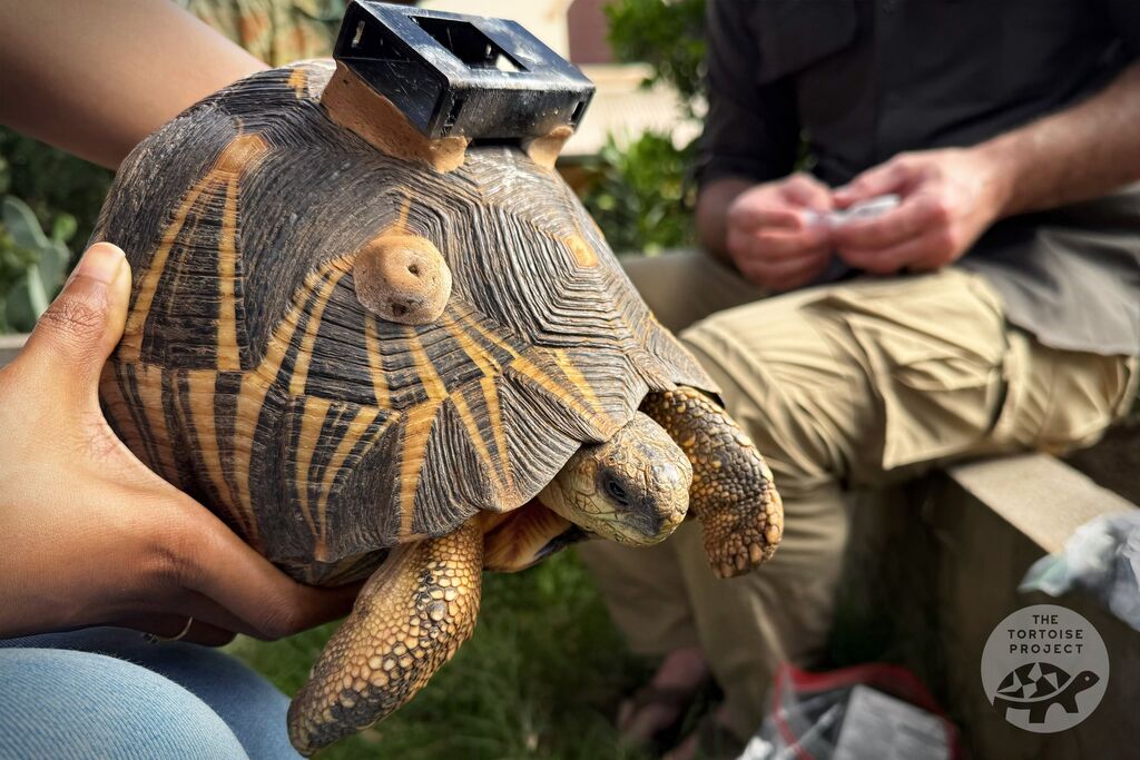 Radiated tortoise with a bracket
