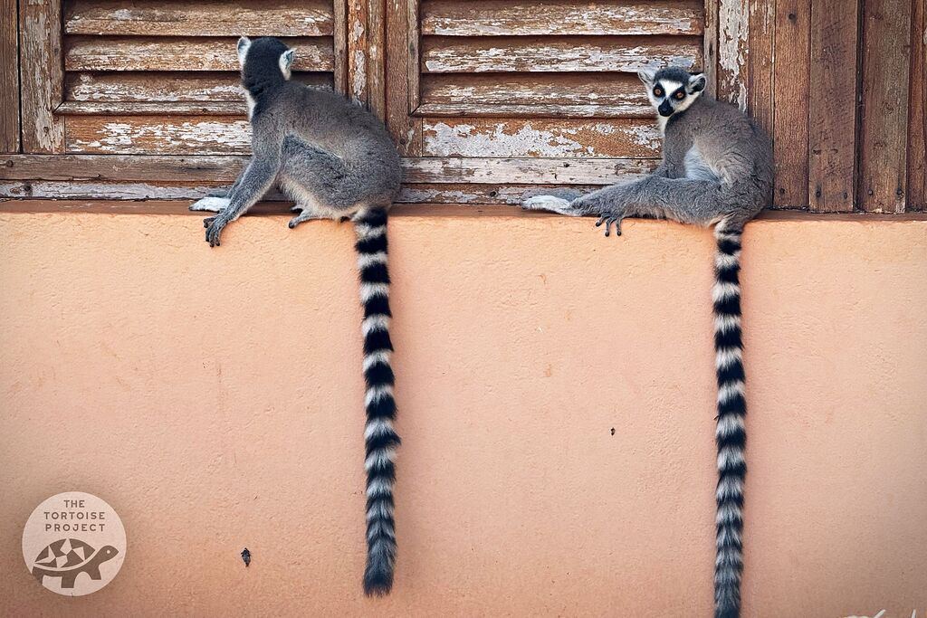 Ring-tailed lemurs (Lemur catta) sit on a windowsill in southern Madagascar.