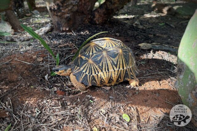 A Radiated tortoise in southern Madagascar. A Radiated tortoise in southern Madagascar.