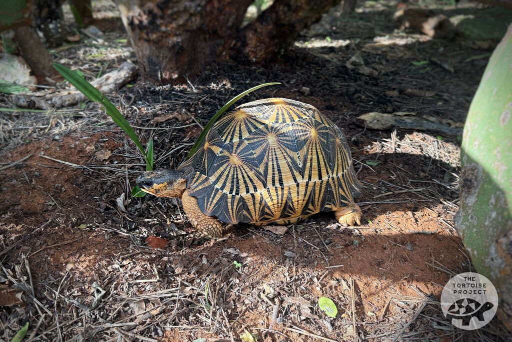 A Radiated tortoise in southern Madagascar.