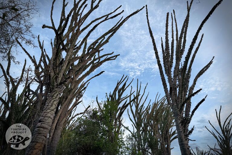Octopus tree
