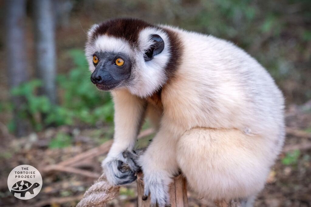 Sifaka lemur