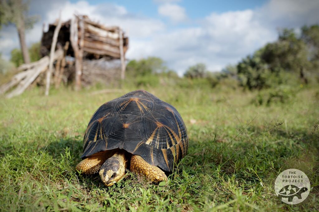 A radiated tortoise in southern Madagascar