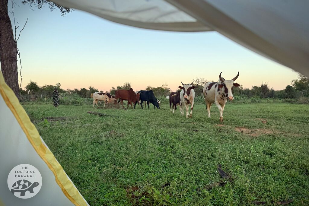 Herd of zebu cattle
