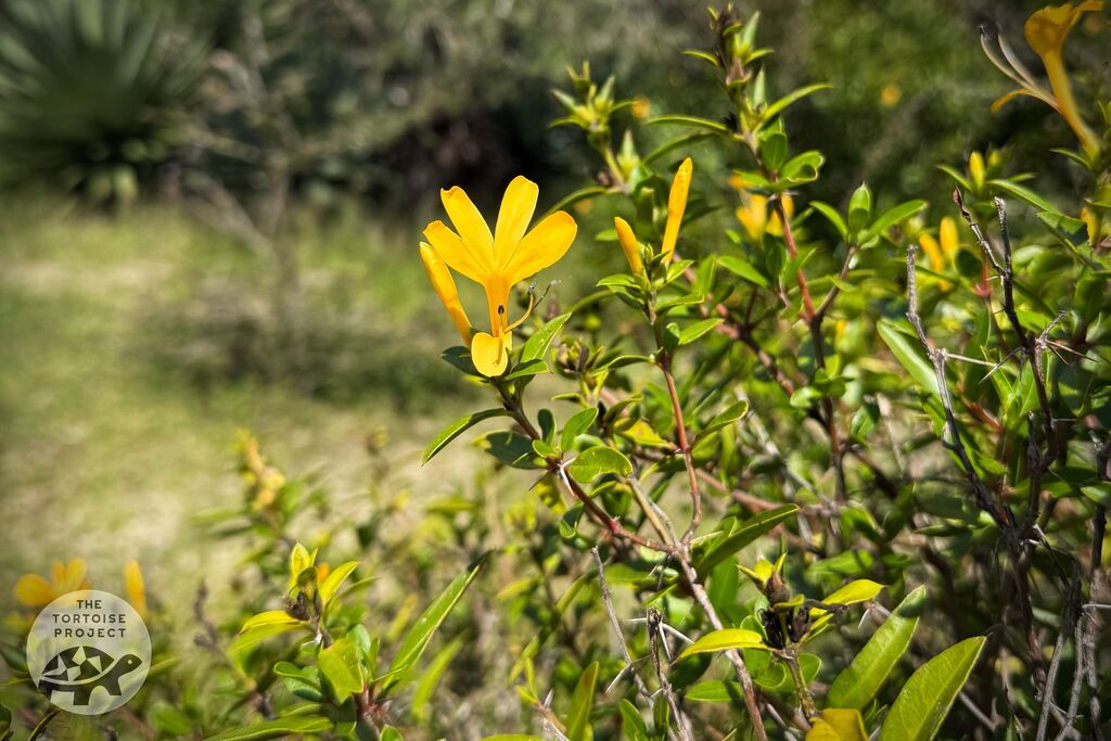 Madagascar flora