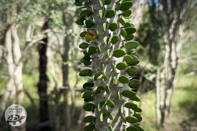 Madagascar flora