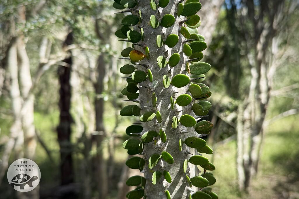 Madagascar flora