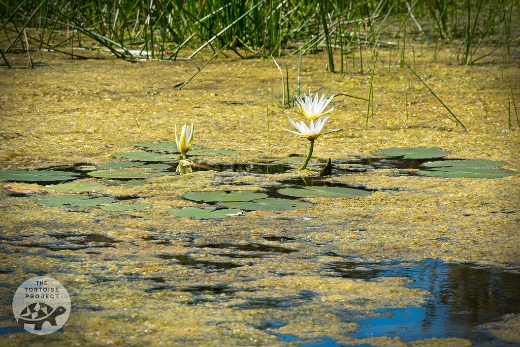 Madagascar flora