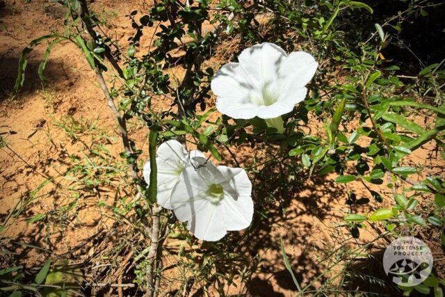 Madagascar flora