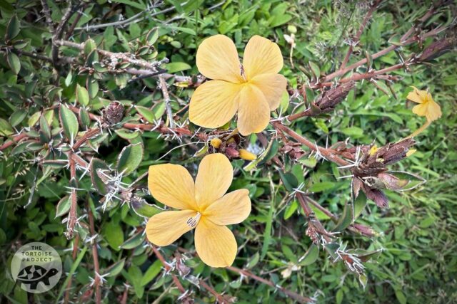 Madagascar flora