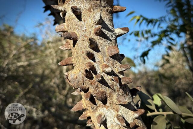 Madagascar flora