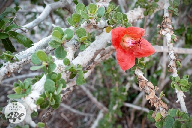 Flower in bloom in southern Madagascar