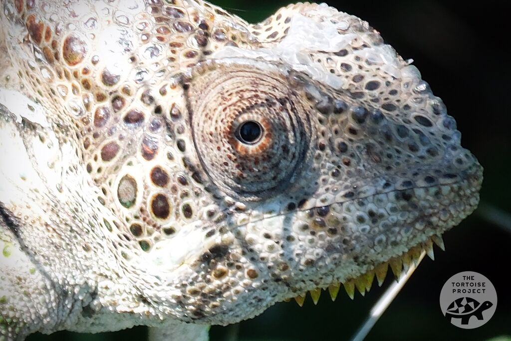 A large chameleon in southern Madagascar