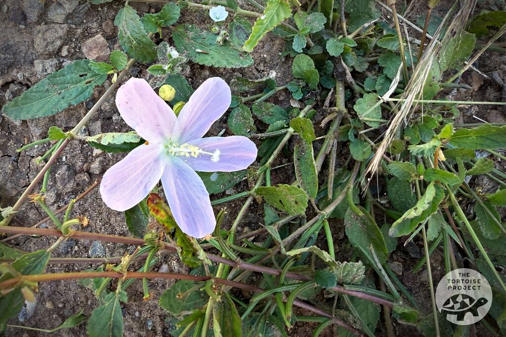 Madagascar flora